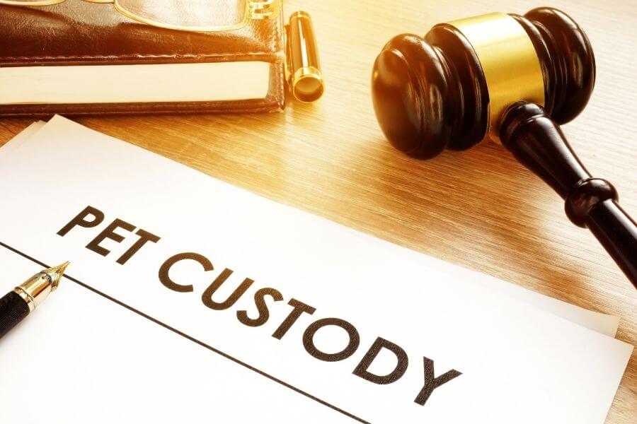 Pet Custody – One Small Step For Humans, One Giant Leap For Petkind