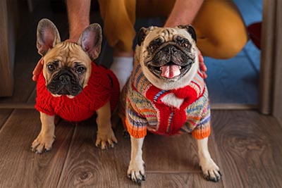 Steven J Mandel Pet Custody Steven J Mandel Pet Custody