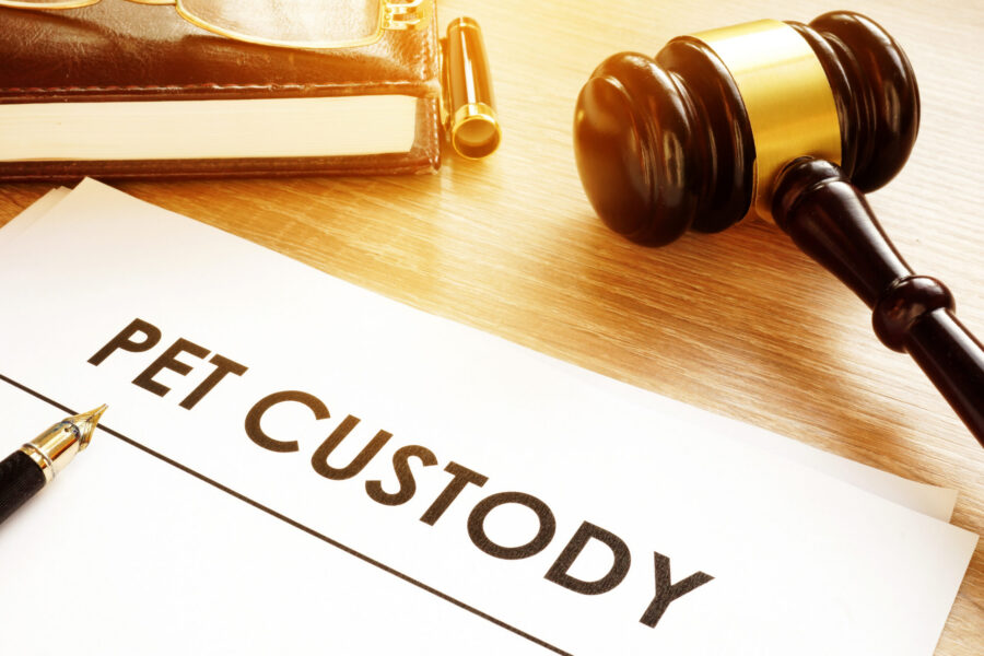 How New York Courts Handle Pet Custody Disputes During Divorce